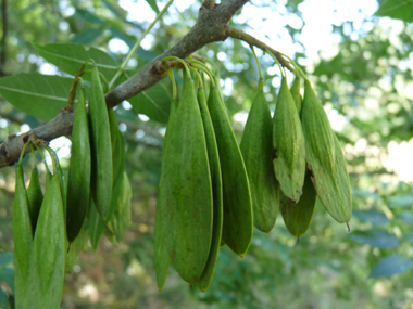 Graines atteignant le milieu du fruit et se présentant sous forme de grappes de samares marcescentes. Agrandir dans une nouvelle fenêtre (ou onglet)